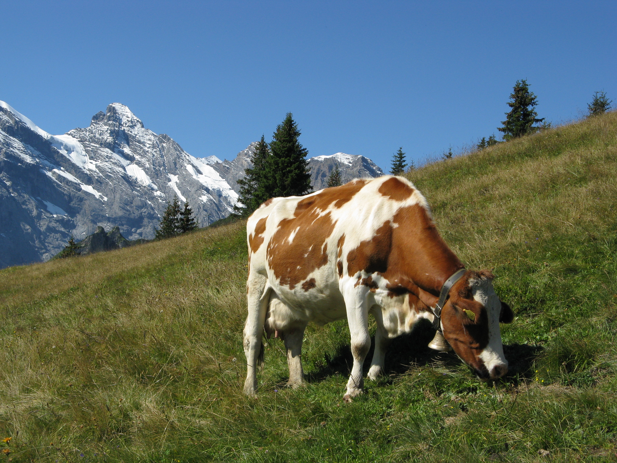 מסלול טיול משפחתי בשוויץ