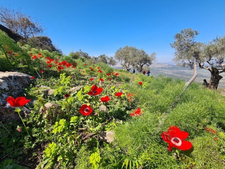 בעקבות אתרי הפריחה בצפון
